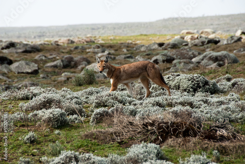 Simien wolf, Ethiopian Highlands