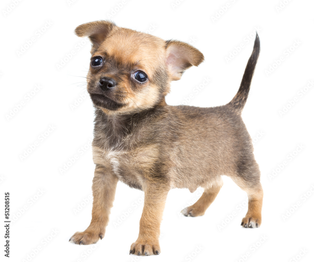 Chihuahua Chihuahua