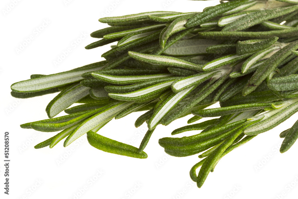 Fototapeta premium Rosemary