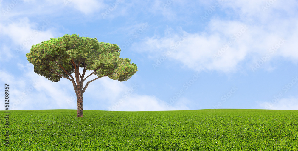green lonely tree growing in a field green lonely tree growing in a field