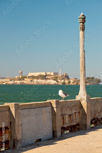 Seagull sitting on wall with Alcatraz in the background. San Fra
