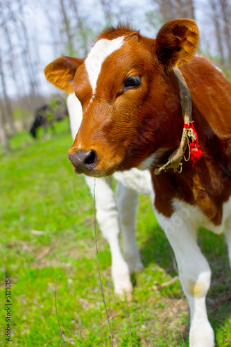 a young calf in nature