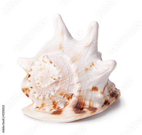 Sea cockleshell