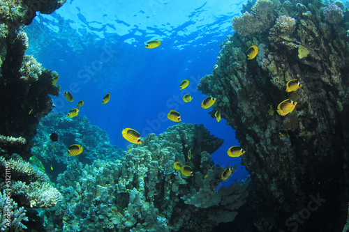 Fototapeta Naklejka Na Ścianę i Meble -  Underwater Coral Reef Scene with Butterflyfish