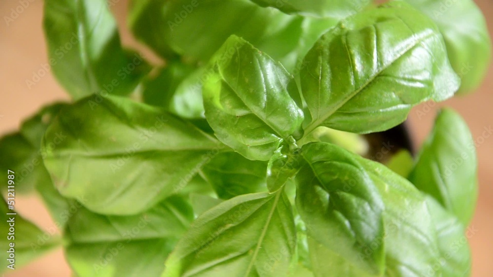 Ocimum basilicum 바질 Ocimum basilicum 바질
