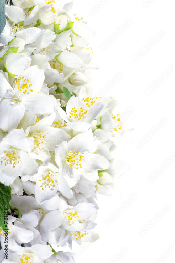 Fresh jasmine. Summer flower