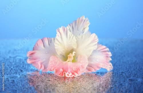 beautiful bud of pale pink gladiolus on blue background