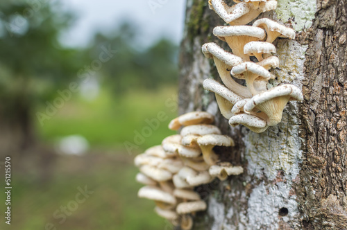 Tree mushroom with bokeh background