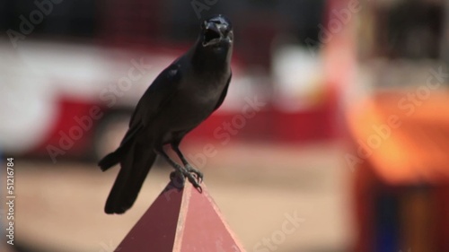 Crow