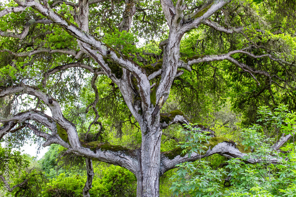 Fototapeta premium Towering Branches of Hybrid Live Oak Tree