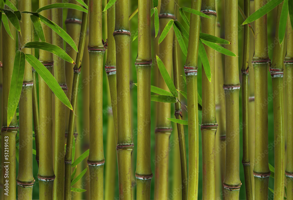 Obraz premium Bamboo sprouts forest