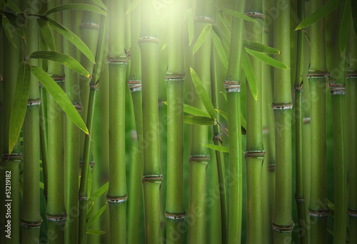 Fototapeta Naklejka Na Ścianę i Meble -  Bamboo sprouts forest
