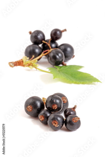 Black currant