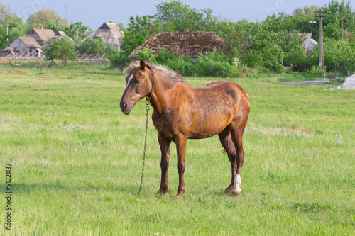 brown horse on a pasture © Yuriy Kulik