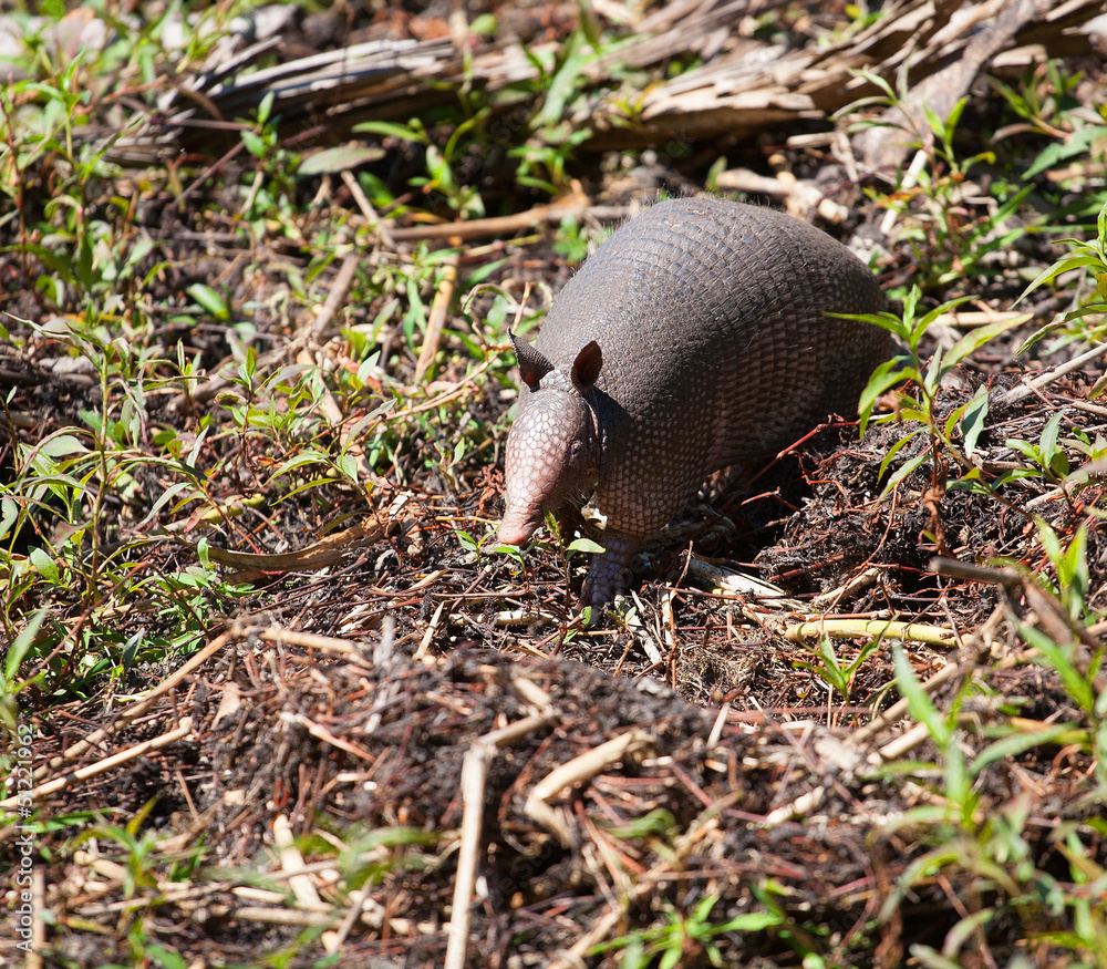 Obraz premium Walking armadillo