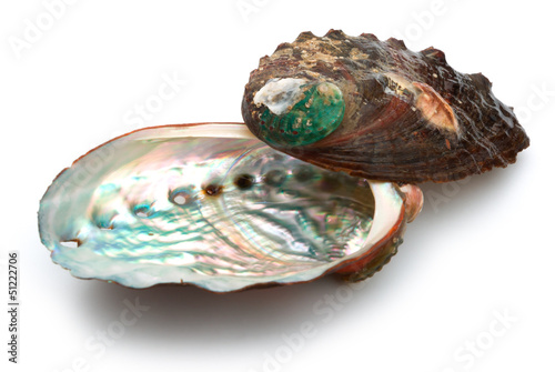two abalone shells on a white background