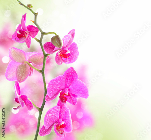Beautiful Orchid border