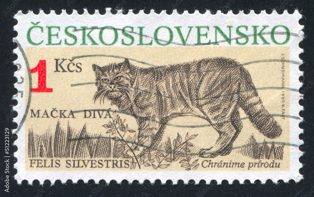 Naklejka premium Felis silvestris