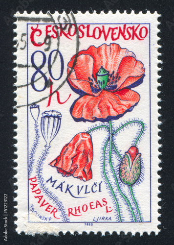 Corn poppy