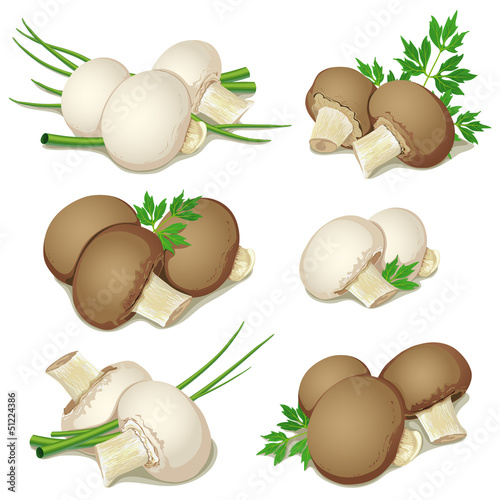 set of champignon