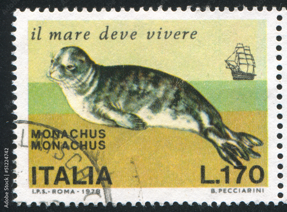 Naklejka premium Mediterranian monk seal