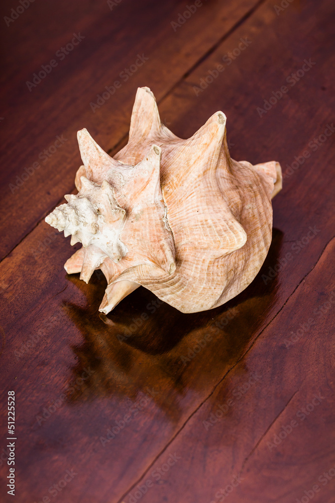 Shell on an Old Table