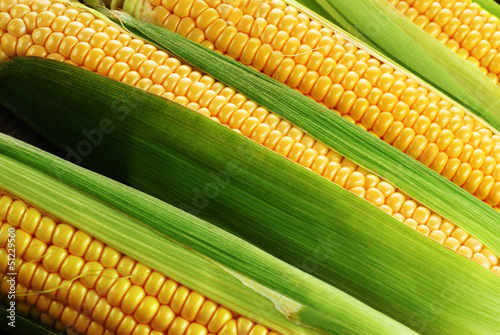 corn cob