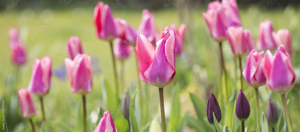 tulipes tulipes