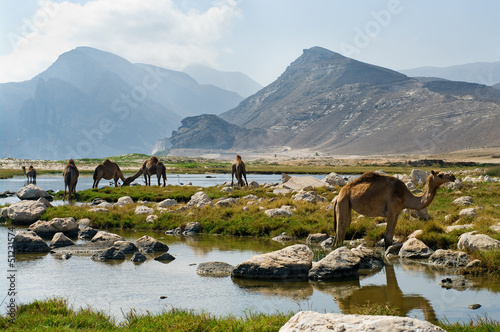 Camels on the beach, Oman, Middle East