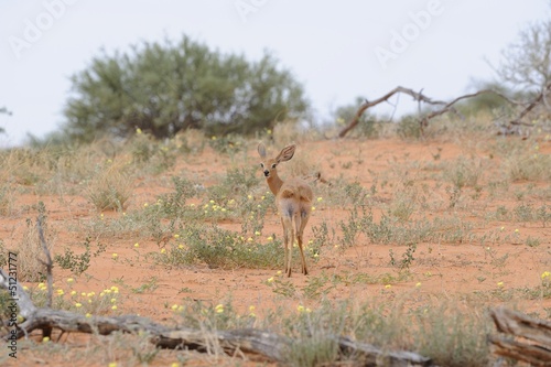 Steenbok  Raphicerus strepsiceros  in the Kalahari desert