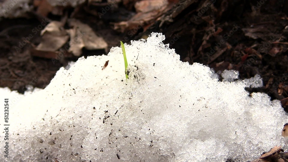 Thawing of snow and green grass. PAL Time lapse Thawing of snow and green grass. PAL Time lapse