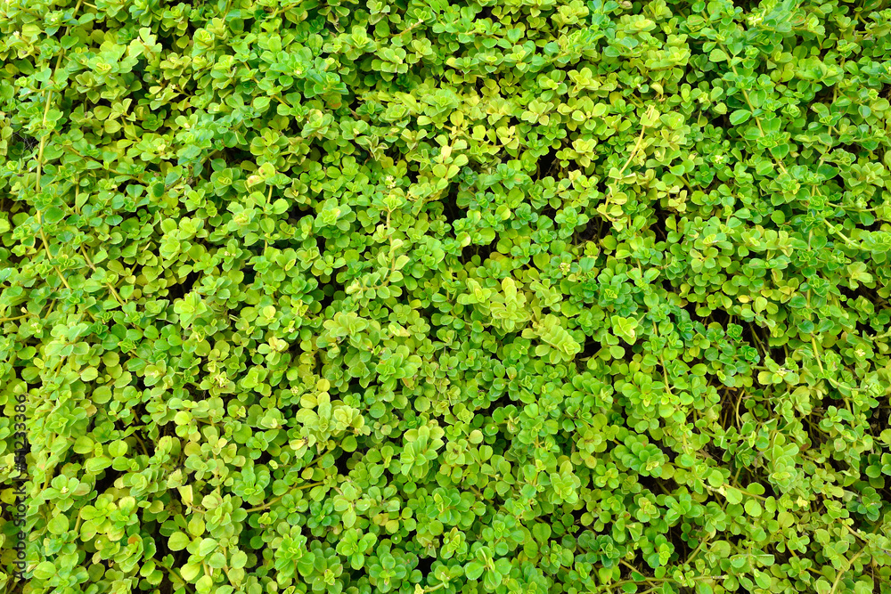 Green wall Green wall