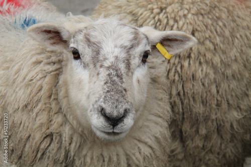 The Serious Looking Face of a Farm Sheep.