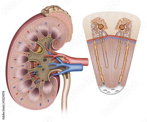 Ilustración anatómica y descriptiva del riñón y sus partes photo