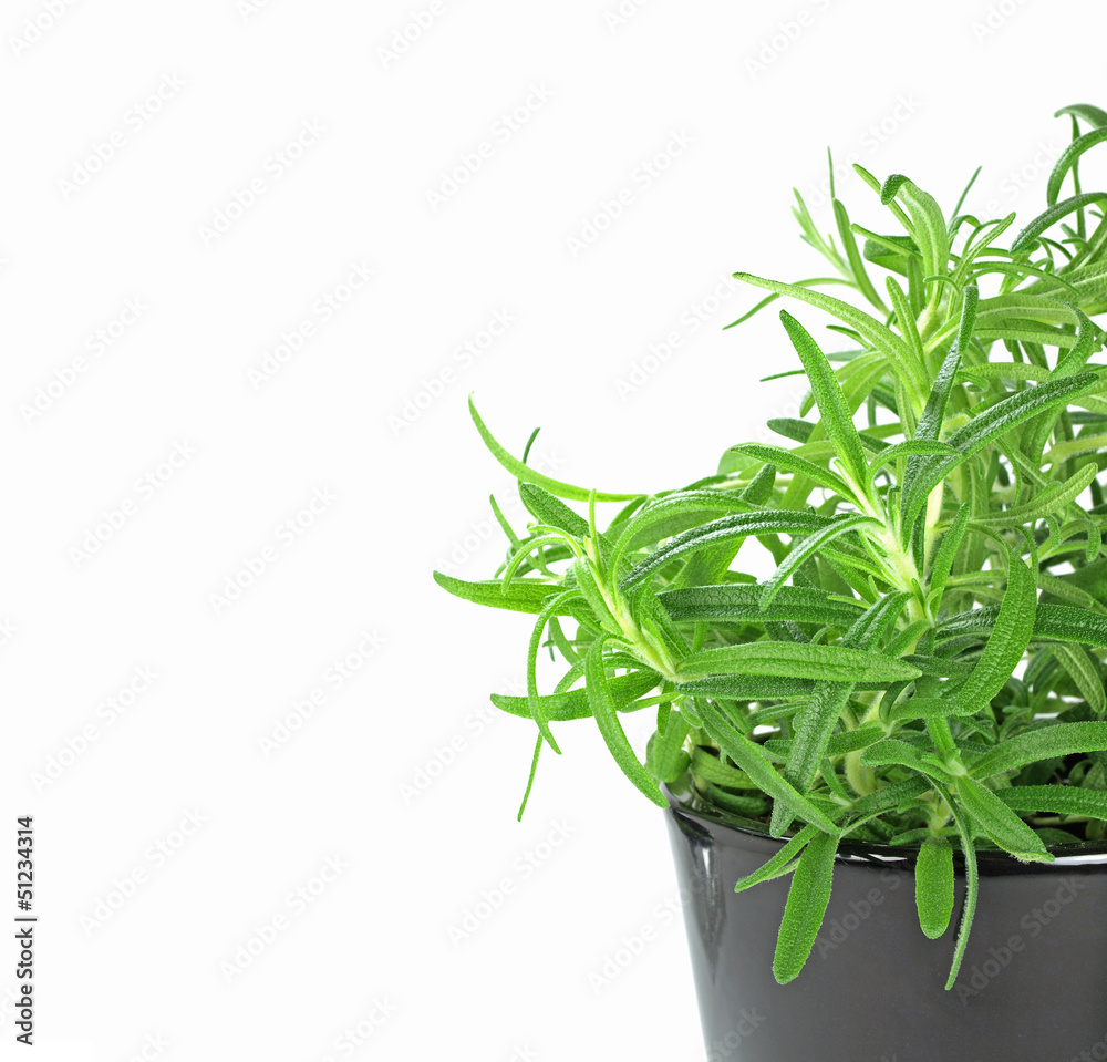 newly planted rosemary newly planted rosemary