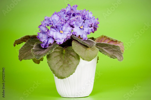 senpolia house plant in bloom photo