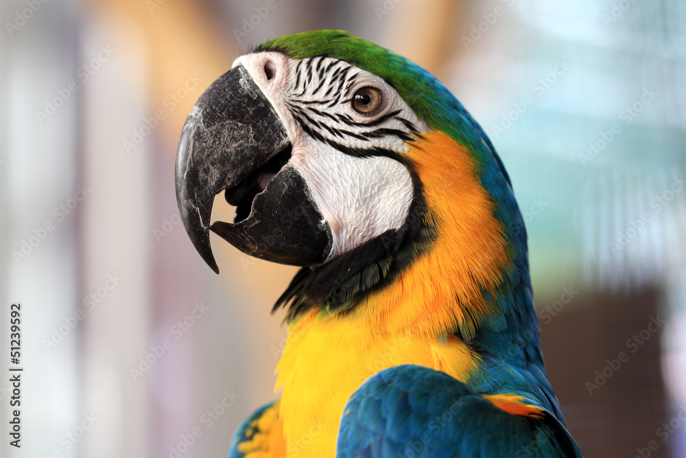 Fototapeta premium Parrot Macaw