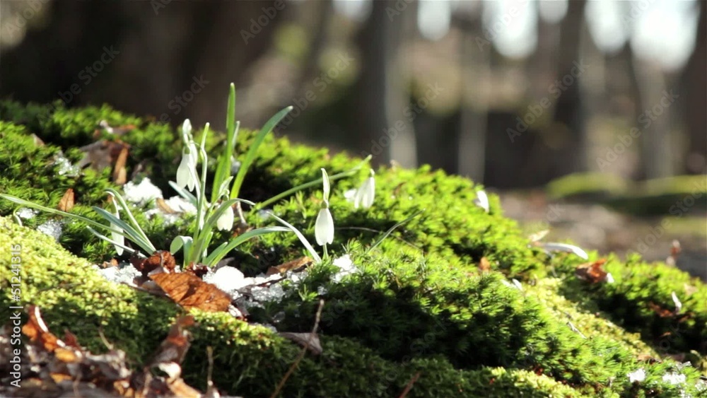 spring snowdrops with snow,snowdrops flowering growing in moss spring snowdrops with snow,snowdrops flowering growing in moss