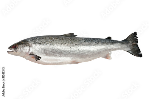 Fresh salmon isolated