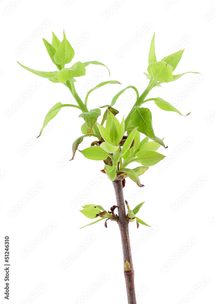 Fototapeta premium Lilac young leaves isolated on white background