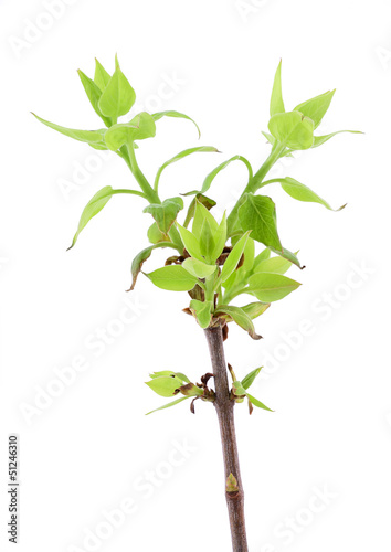 Lilac young leaves isolated on white background