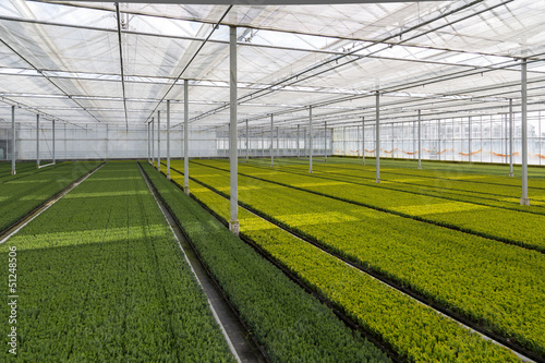 Valokuvatapetti Cultivation of cupressus in a Dutch greenhouse