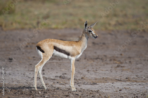 Young Gazelle in the Savannah