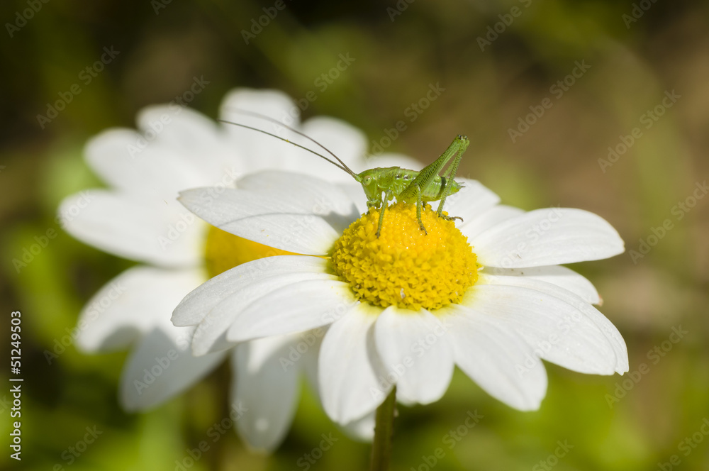 Green grasshopper on chamomille flower Green grasshopper on chamomille flower
