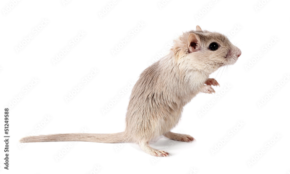 Mongolian gerbil rodent Mongolian gerbil rodent