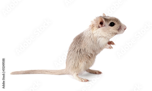 Mongolian gerbil rodent
