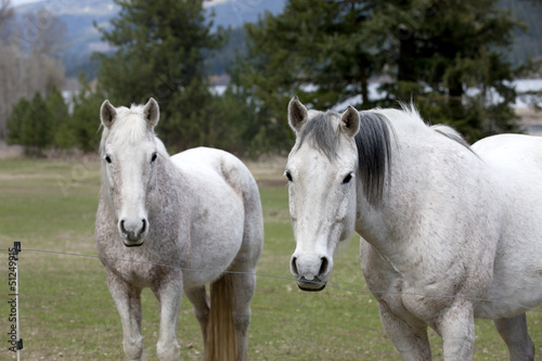 White horses side by side.