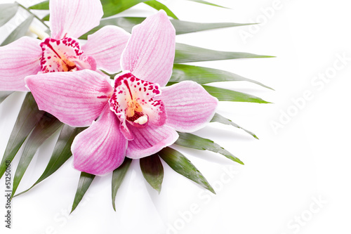Fototapeta Naklejka Na Ścianę i Meble -  tropical pink orchid plant flower on green leaf