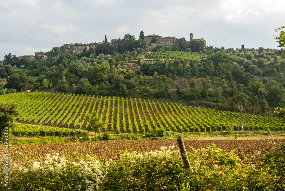 Landscape near Sant'Antimo (Tuscany)