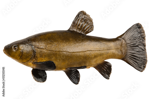 Fish tench photo